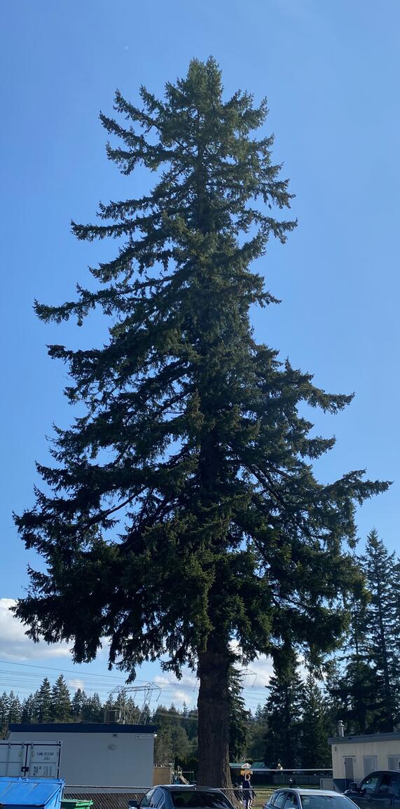Mathxwi Save the Tree! | Máthxwi Elementary